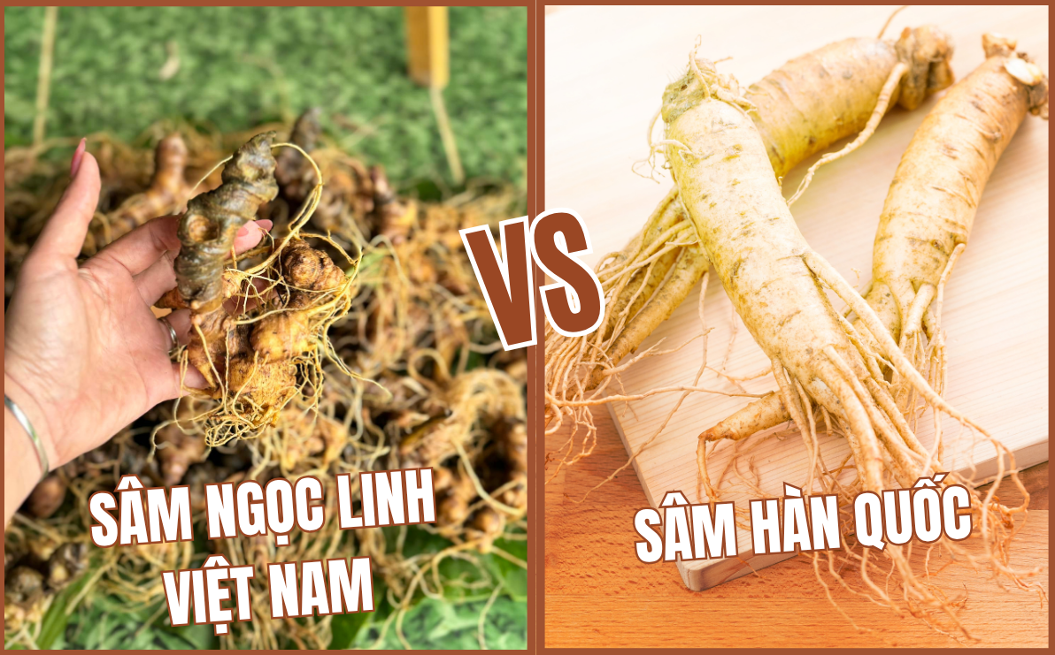 SÂM NGỌC LINH VIỆT NAM